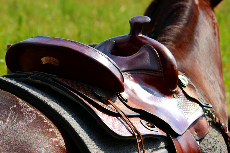 Find Your Next Saddle